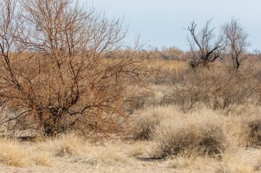 kum bahar bozkır. ağaçlar ve kum mavi gökyüzü arka plan üzerinde. Kazakistan bozkırlarında