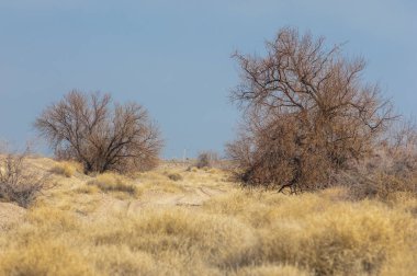 kum bahar bozkır. ağaçlar ve kum mavi gökyüzü arka plan üzerinde. Kazakistan bozkırlarında