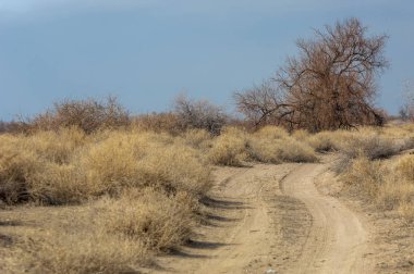 kum bahar bozkır. ağaçlar ve kum mavi gökyüzü arka plan üzerinde. Kazakistan bozkırlarında