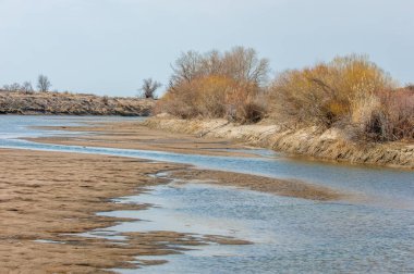 kum bahar bozkır. ağaçlar ve kum mavi gökyüzü arka plan üzerinde. Kazakistan bozkırlarında