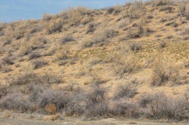 kum bahar bozkır. ağaçlar ve kum mavi gökyüzü arka plan üzerinde. Kazakistan bozkırlarında
