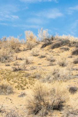 kum bahar bozkır. ağaçlar ve kum mavi gökyüzü arka plan üzerinde. Kazakistan bozkırlarında