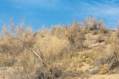 kum bahar bozkır. ağaçlar ve kum mavi gökyüzü arka plan üzerinde. Kazakistan bozkırlarında