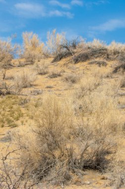 kum bahar bozkır. ağaçlar ve kum mavi gökyüzü arka plan üzerinde. Kazakistan bozkırlarında