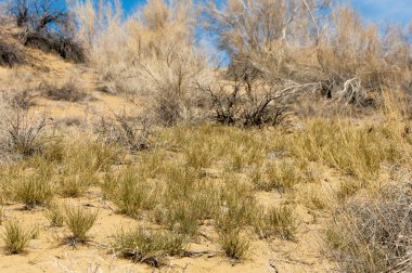 kum bahar bozkır. ağaçlar ve kum mavi gökyüzü arka plan üzerinde. Kazakistan bozkırlarında