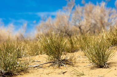 kum bahar bozkır. ağaçlar ve kum mavi gökyüzü arka plan üzerinde. Kazakistan bozkırlarında