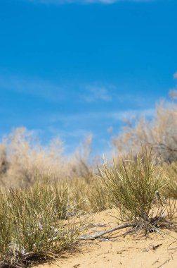 kum bahar bozkır. ağaçlar ve kum mavi gökyüzü arka plan üzerinde. Kazakistan bozkırlarında