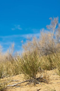 kum bahar bozkır. ağaçlar ve kum mavi gökyüzü arka plan üzerinde. Kazakistan bozkırlarında