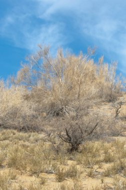 kum bahar bozkır. ağaçlar ve kum mavi gökyüzü arka plan üzerinde. Kazakistan bozkırlarında
