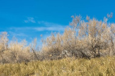 kum bahar bozkır. ağaçlar ve kum mavi gökyüzü arka plan üzerinde. Kazakistan bozkırlarında