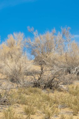 kum bahar bozkır. ağaçlar ve kum mavi gökyüzü arka plan üzerinde. Kazakistan bozkırlarında