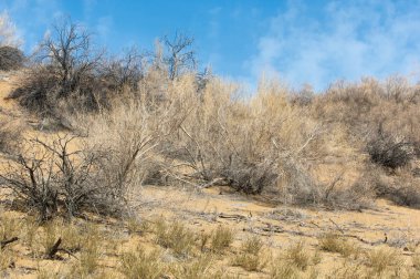 kum bahar bozkır. ağaçlar ve kum mavi gökyüzü arka plan üzerinde. Kazakistan bozkırlarında