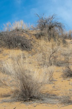 kum bahar bozkır. ağaçlar ve kum mavi gökyüzü arka plan üzerinde. Kazakistan bozkırlarında