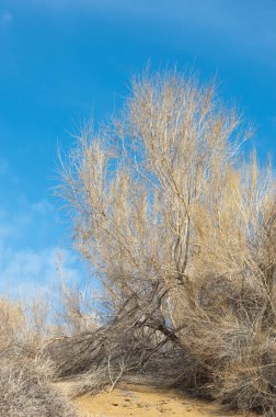 kum bahar bozkır. ağaçlar ve kum mavi gökyüzü arka plan üzerinde. Kazakistan bozkırlarında