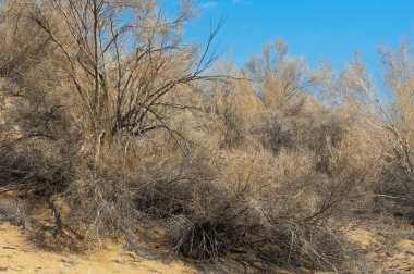 kum bahar bozkır. ağaçlar ve kum mavi gökyüzü arka plan üzerinde. Kazakistan bozkırlarında