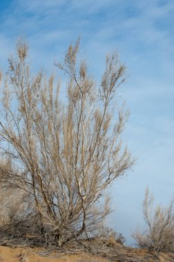 kum bahar bozkır. ağaçlar ve kum mavi gökyüzü arka plan üzerinde. Kazakistan bozkırlarında