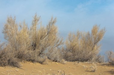 kum bahar bozkır. ağaçlar ve kum mavi gökyüzü arka plan üzerinde. Kazakistan bozkırlarında