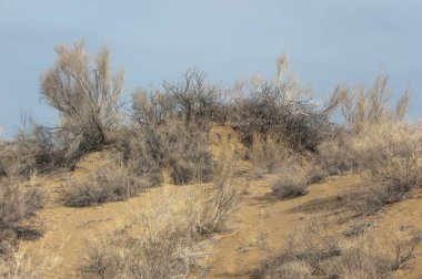 kum bahar bozkır. ağaçlar ve kum mavi gökyüzü arka plan üzerinde. Kazakistan bozkırlarında