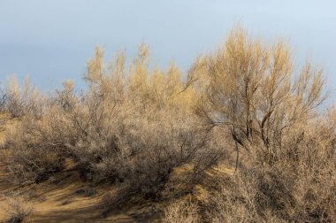 kum bahar bozkır. ağaçlar ve kum mavi gökyüzü arka plan üzerinde. Kazakistan bozkırlarında