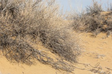 kum bahar bozkır. ağaçlar ve kum mavi gökyüzü arka plan üzerinde. Kazakistan bozkırlarında