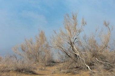 kum bahar bozkır. ağaçlar ve kum mavi gökyüzü arka plan üzerinde. Kazakistan bozkırlarında