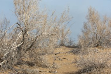 kum bahar bozkır. ağaçlar ve kum mavi gökyüzü arka plan üzerinde. Kazakistan bozkırlarında