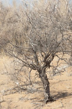 kum bahar bozkır. ağaçlar ve kum mavi gökyüzü arka plan üzerinde. Kazakistan bozkırlarında