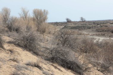 kum bahar bozkır. ağaçlar ve kum mavi gökyüzü arka plan üzerinde. Kazakistan bozkırlarında