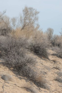 kum bahar bozkır. ağaçlar ve kum mavi gökyüzü arka plan üzerinde. Kazakistan bozkırlarında