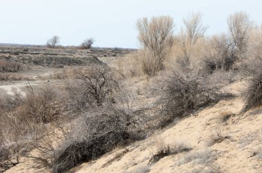 kum bahar bozkır. ağaçlar ve kum mavi gökyüzü arka plan üzerinde. Kazakistan bozkırlarında