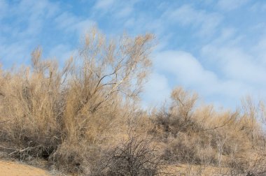 kum bahar bozkır. ağaçlar ve kum mavi gökyüzü arka plan üzerinde. Kazakistan bozkırlarında