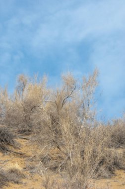 kum bahar bozkır. ağaçlar ve kum mavi gökyüzü arka plan üzerinde. Kazakistan bozkırlarında