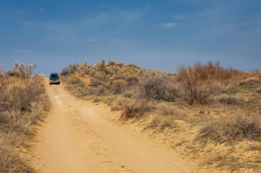 kum bahar bozkır. ağaçlar ve kum mavi gökyüzü arka plan üzerinde. Kazakistan bozkırlarında