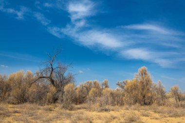 kum bahar bozkır. ağaçlar ve kum mavi gökyüzü arka plan üzerinde. Kazakistan bozkırlarında