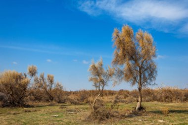 kum bahar bozkır. ağaçlar ve kum mavi gökyüzü arka plan üzerinde. Kazakistan bozkırlarında