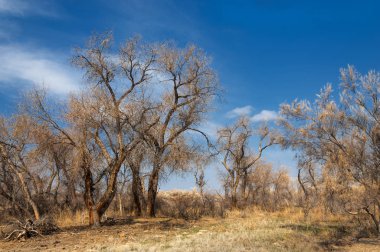 kum bahar bozkır. ağaçlar ve kum mavi gökyüzü arka plan üzerinde. Kazakistan bozkırlarında