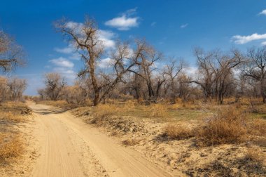 kum bahar bozkır. ağaçlar ve kum mavi gökyüzü arka plan üzerinde. Kazakistan bozkırlarında