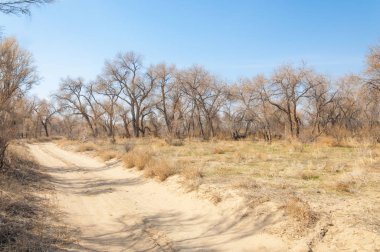 kum bahar bozkır. ağaçlar ve kum mavi gökyüzü arka plan üzerinde. Kazakistan bozkırlarında