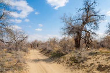 kum bahar bozkır. ağaçlar ve kum mavi gökyüzü arka plan üzerinde. Kazakistan bozkırlarında