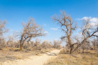 kum bahar bozkır. ağaçlar ve kum mavi gökyüzü arka plan üzerinde. Kazakistan bozkırlarında
