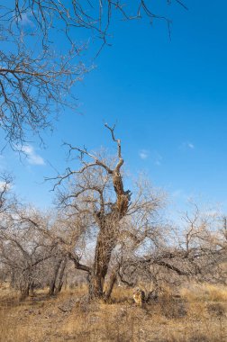 kum bahar bozkır. ağaçlar ve kum mavi gökyüzü arka plan üzerinde. Kazakistan bozkırlarında