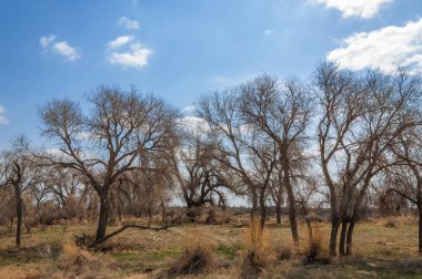 nehir bahar. bahar Nehri Orta Asya'da. Kazakistan bozkır nehir Semirechye. 