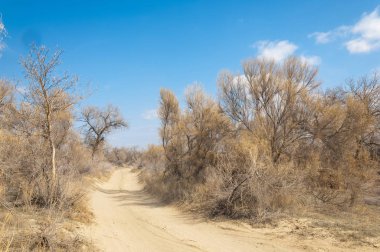 kum bahar bozkır. ağaçlar ve kum mavi gökyüzü arka plan üzerinde. Kazakistan bozkırlarında