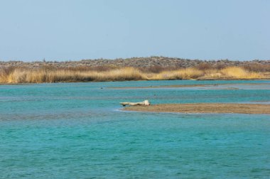 nehir bahar. bahar Nehri Orta Asya'da. Kazakistan bozkır nehir Semirechye. 