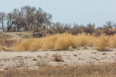 kum bahar bozkır. ağaçlar ve kum mavi gökyüzü arka plan üzerinde. Kazakistan bozkırlarında