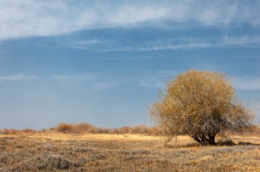 kum bahar bozkır. ağaçlar ve kum mavi gökyüzü arka plan üzerinde. Kazakistan bozkırlarında