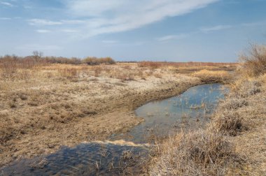 kum bahar bozkır. ağaçlar ve kum mavi gökyüzü arka plan üzerinde. Kazakistan bozkırlarında