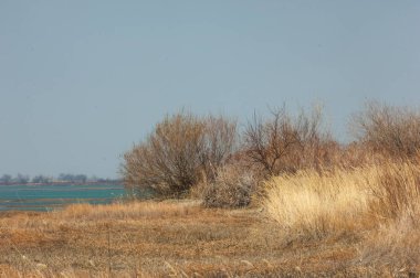 kum bahar bozkır. ağaçlar ve kum mavi gökyüzü arka plan üzerinde. Kazakistan bozkırlarında