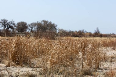kum bahar bozkır. ağaçlar ve kum mavi gökyüzü arka plan üzerinde. Kazakistan bozkırlarında