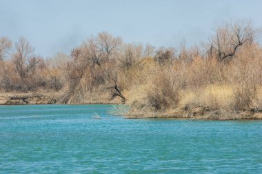 kum bahar bozkır. ağaçlar ve kum mavi gökyüzü arka plan üzerinde. Kazakistan bozkırlarında